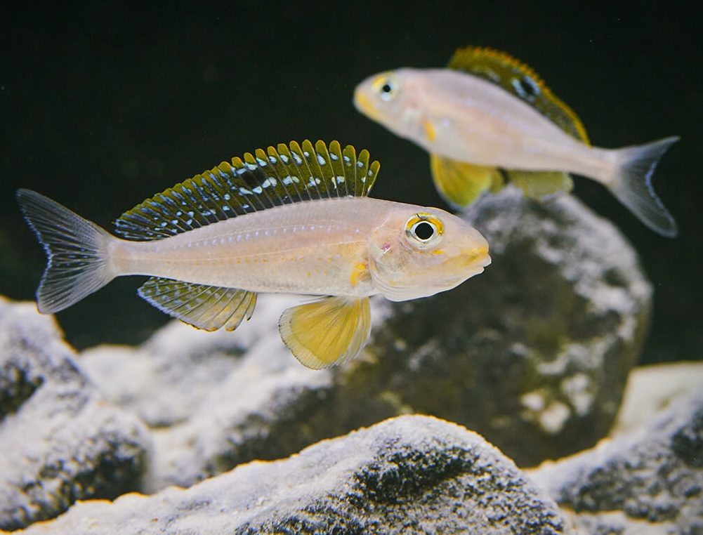 Aquarium tropical — client aquariophilie Nonem Media Group