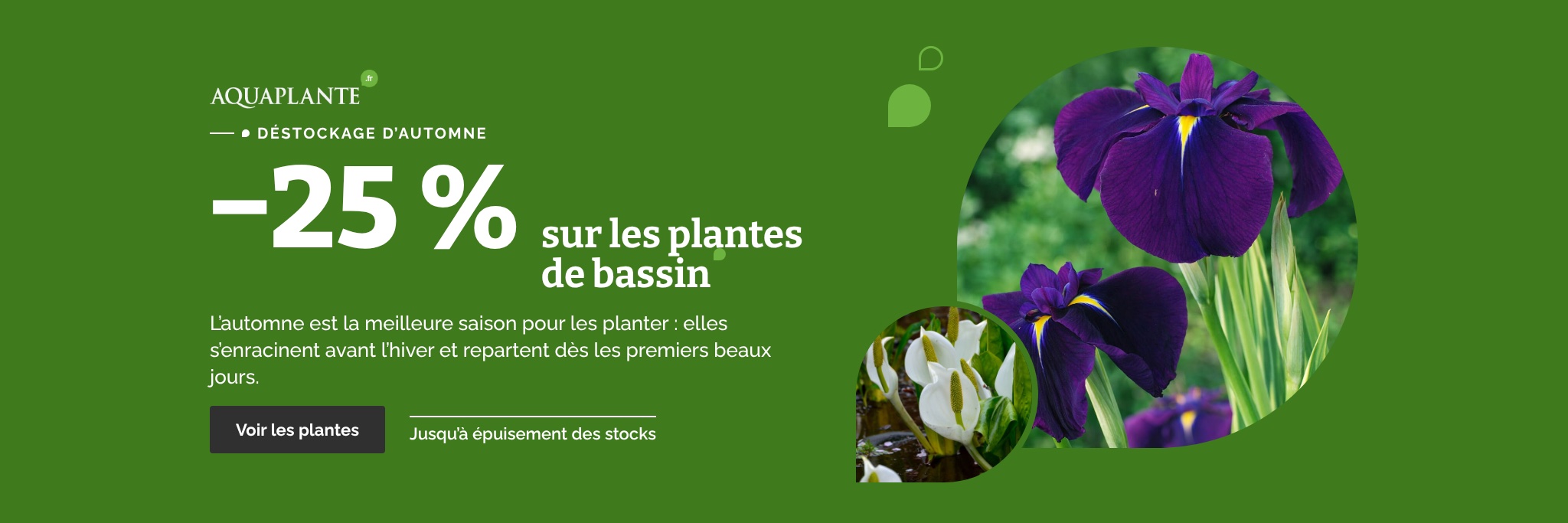 Bannière du site aquaplante.fr : déstockage de plantes de bassin