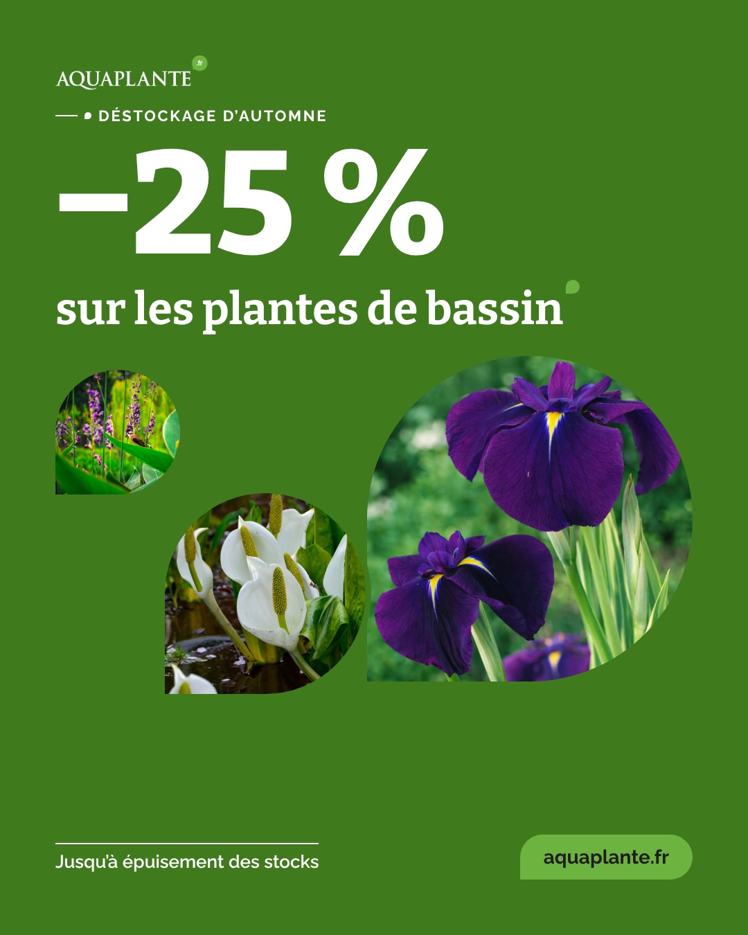 Post réseaux sociaux Aquaplante : déstockage de plantes de bassin