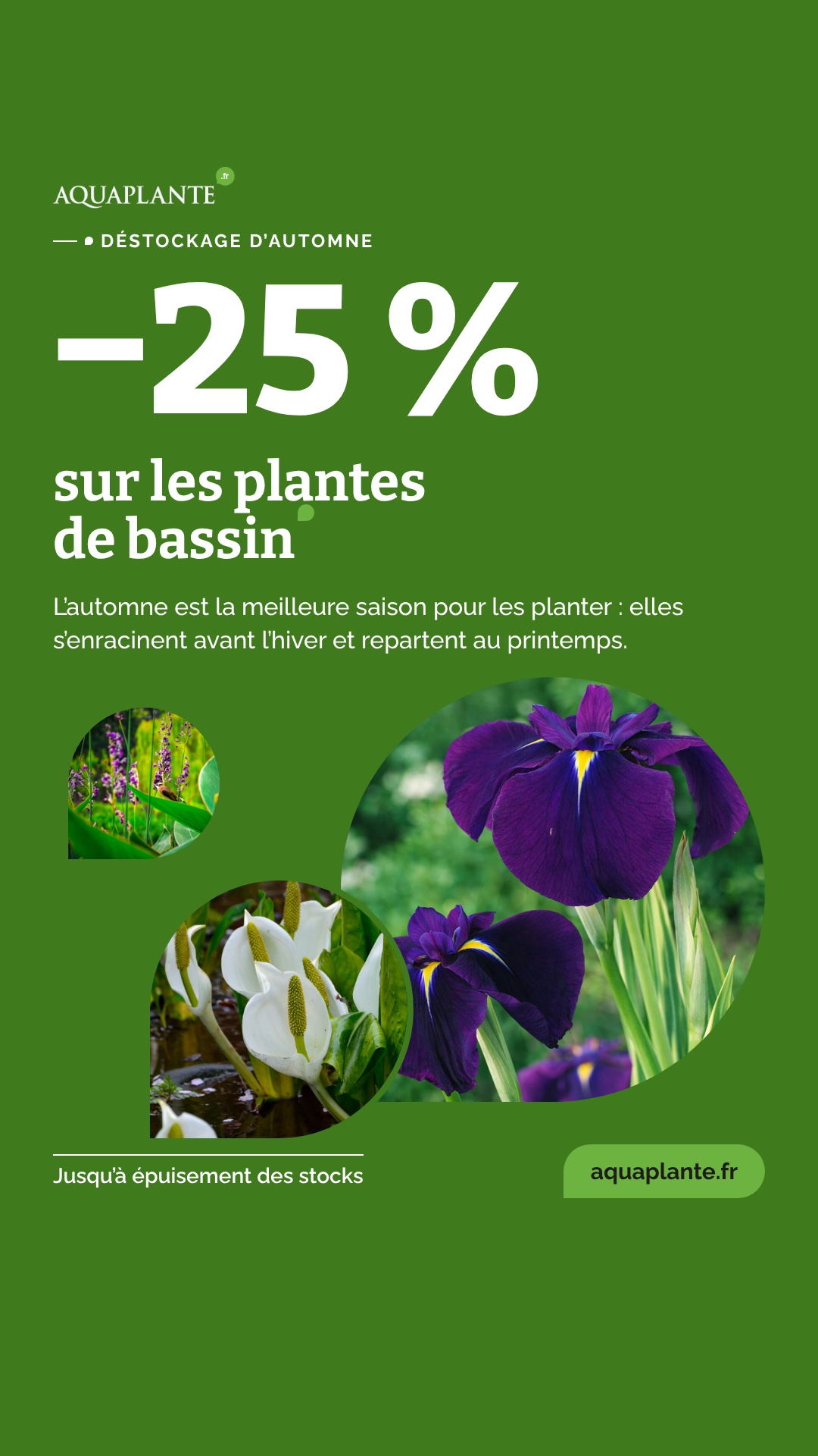 Story réseaux sociaux Aquaplante : déstockage de plantes de bassin